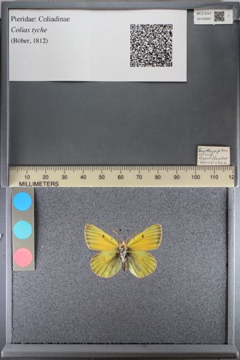 Media type: image;   Entomology 193941